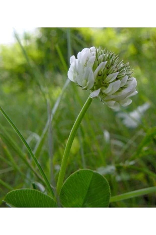 Lippa Bodur Yonca Tohumu — Trifolium, 1 kg — Bodur yonca için internet ürün görseli; ambalaj etiketi ayrıca kontrol edilir