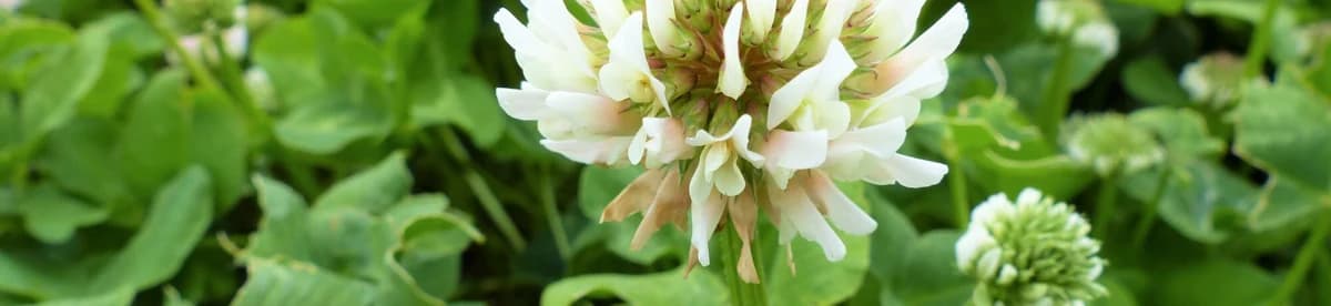 Lippa Liflex Ak Üçgül Tohumu — Trifolium repens, 1 kg