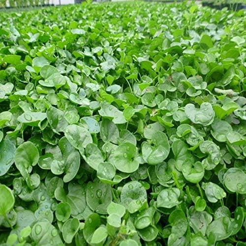 Dlf Fare Kulağı Çim Tohumu - Dichondra repens 1 kg