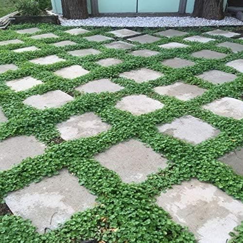 Miracle Tohum Dona Dayanıklı Dichondra Repens Fare Kulağı Tohumu(100 gram)