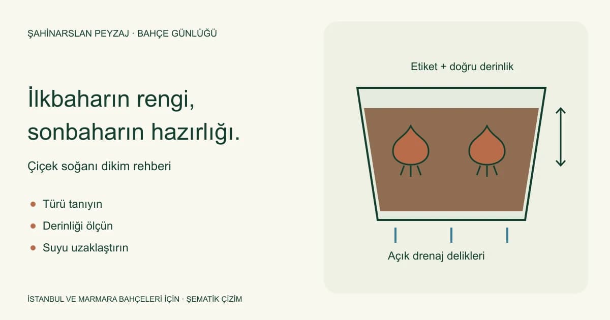 Soğan yüksekliğine göre dikim derinliğini, açık drenaj deliklerini ve etiketlemeyi gösteren saksı kesiti.