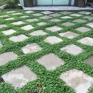 Miracle Tohum Dona Dayanıklı Dichondra Repens Fare Kulağı Tohumu(1000 gram) — görsel 1